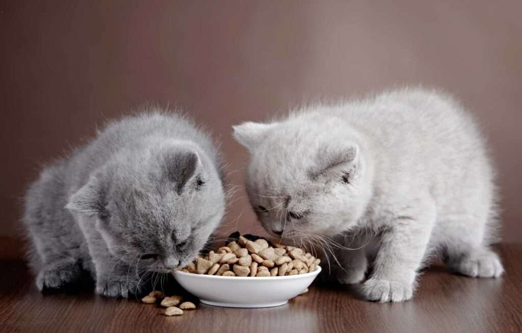 Kitten-Food