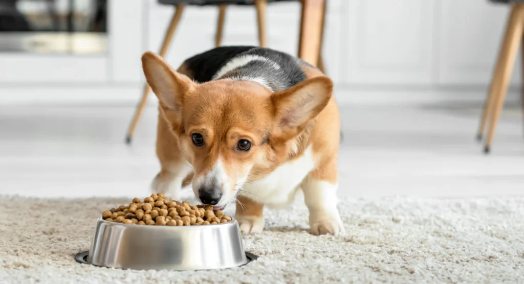 Dog Food Advisor A Comprehensive Guide for Dog Owners