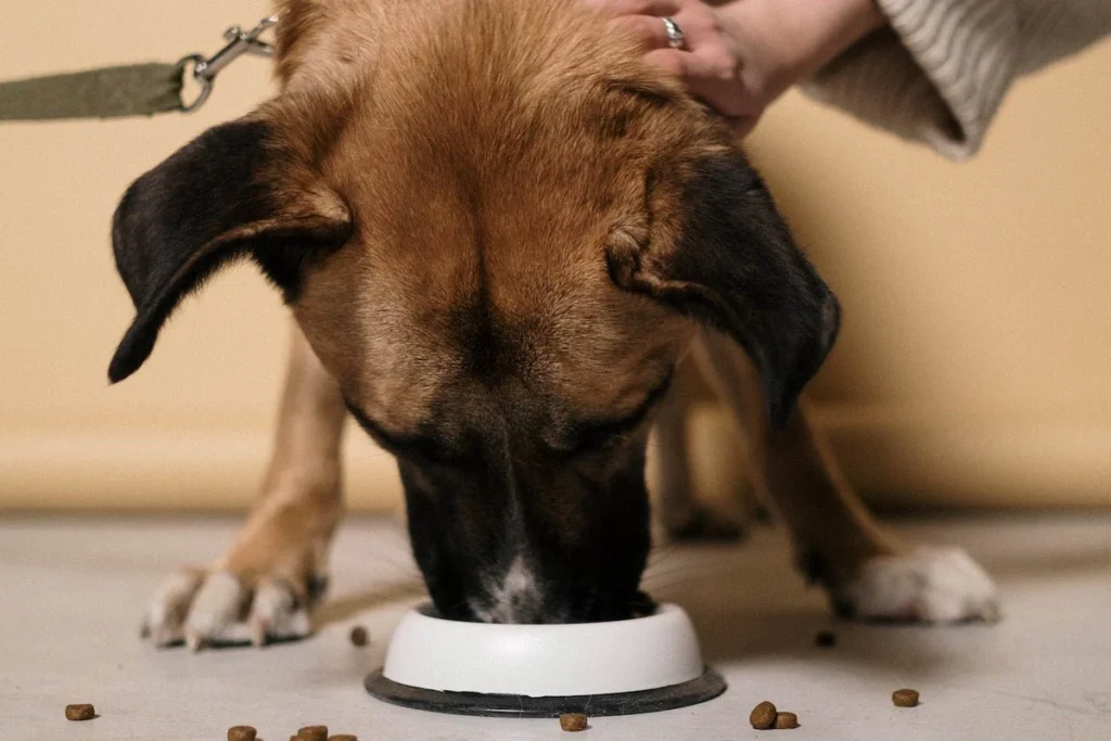Dog food advisor