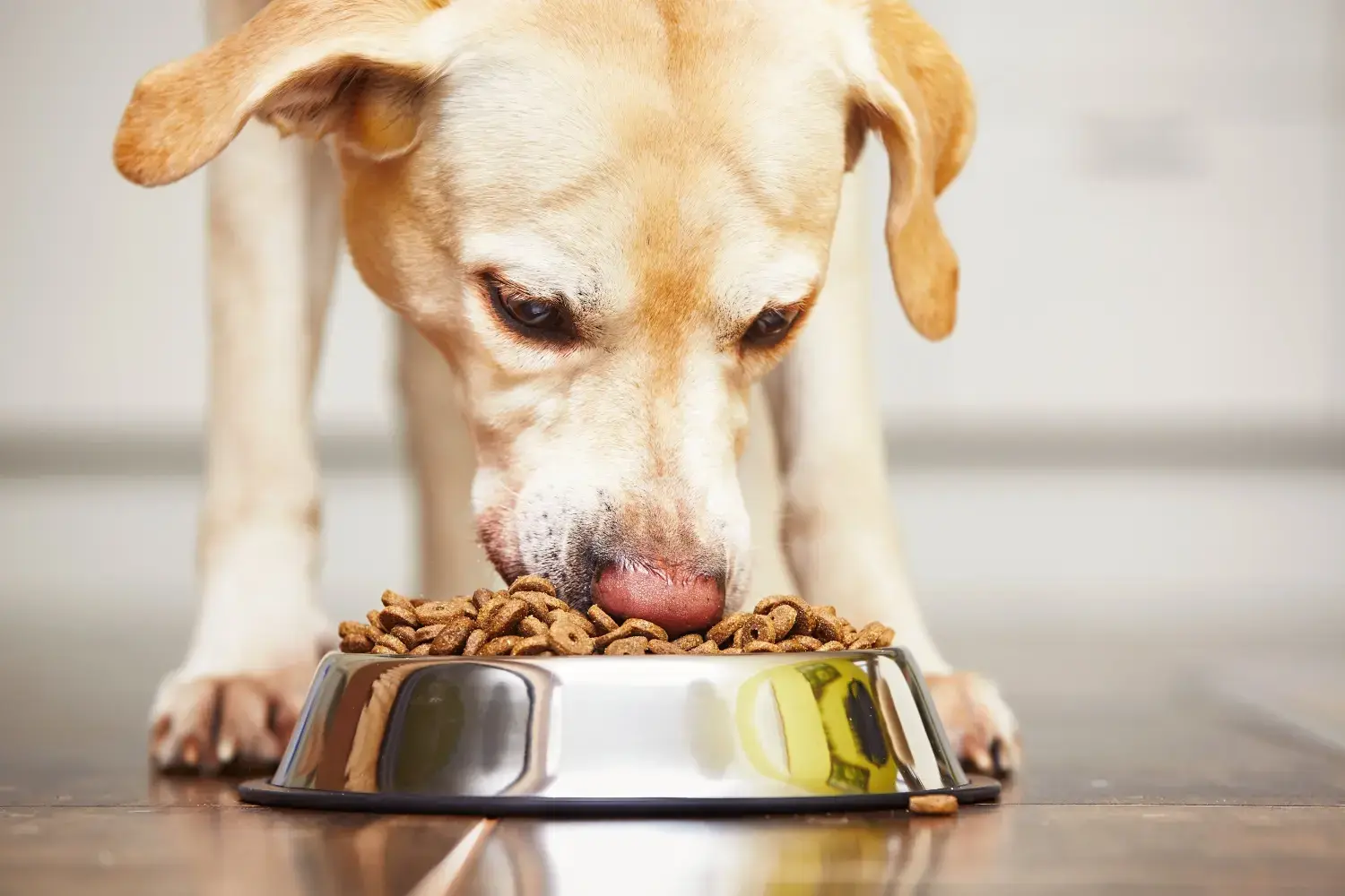Grain Free Dog Food