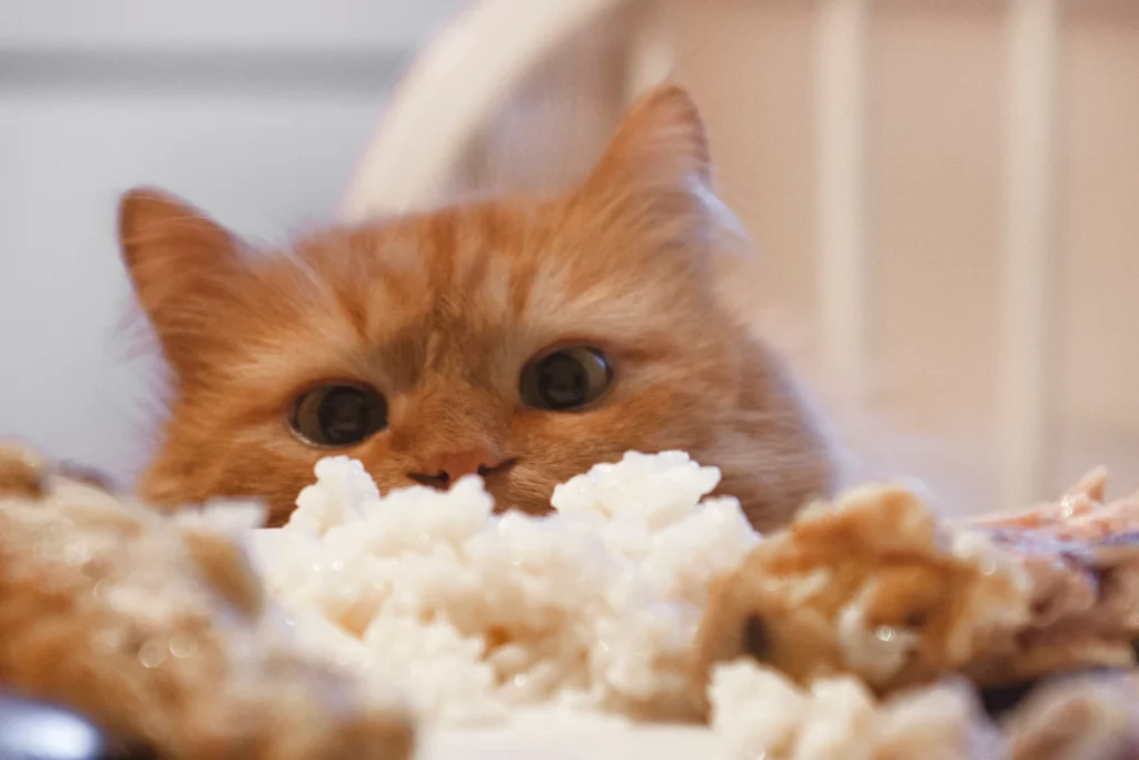 Can Cats Eat Rice