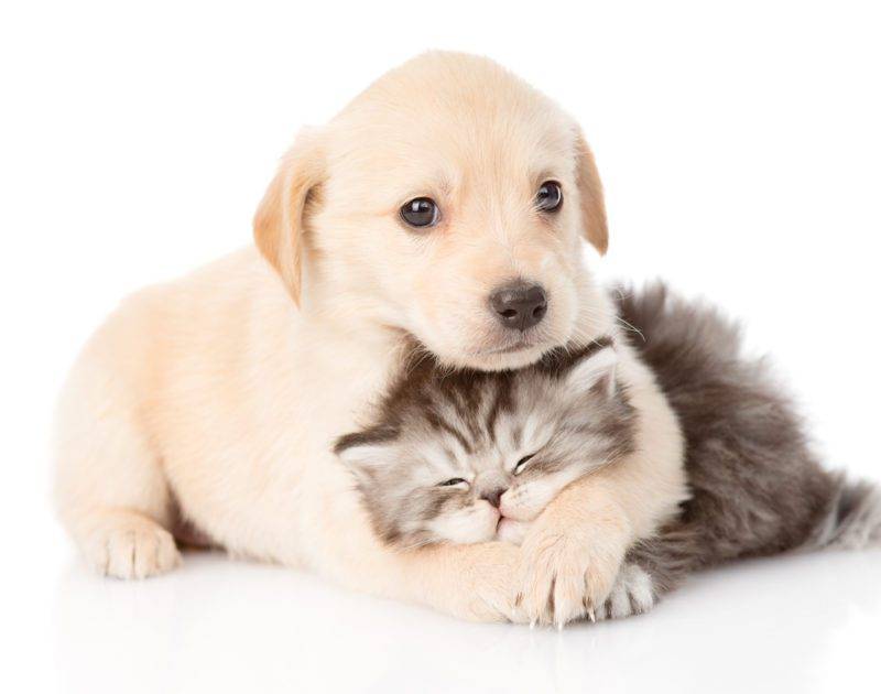 Petsfood hub