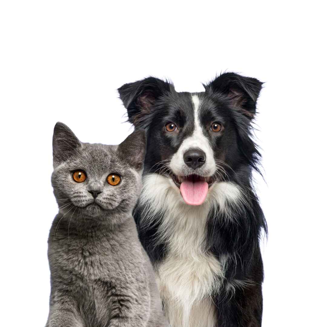 Petsfoodhub