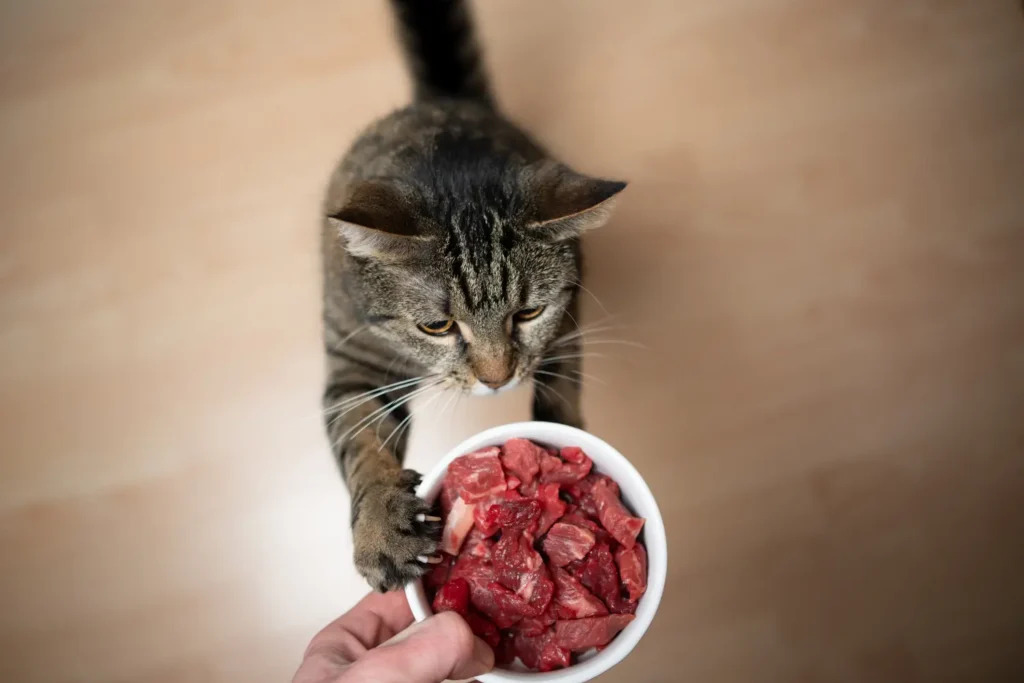 Raw Cat Food
