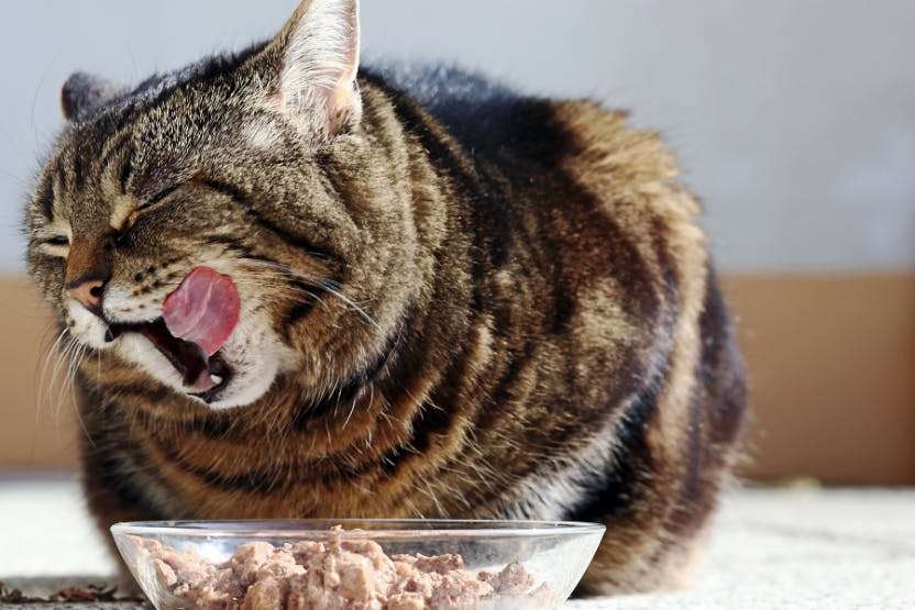 Raw Cat Food