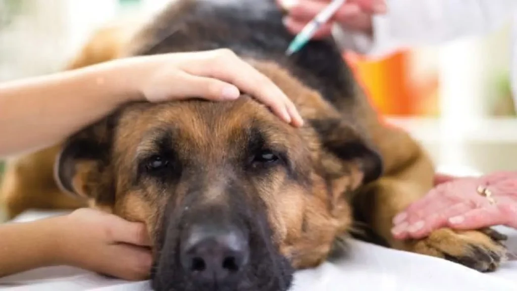 Addisons Disease in Dog
