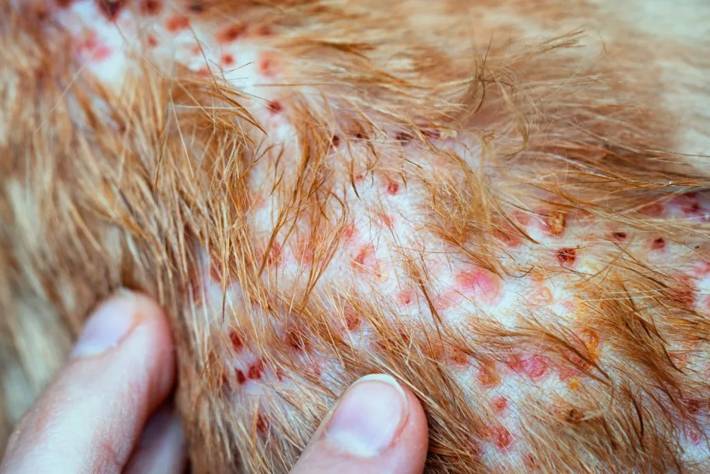 Types of Dog Skin Disease with Pictures