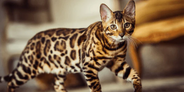 Bengal Cat Guide