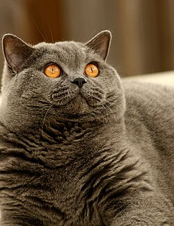 British Shorthair Cat