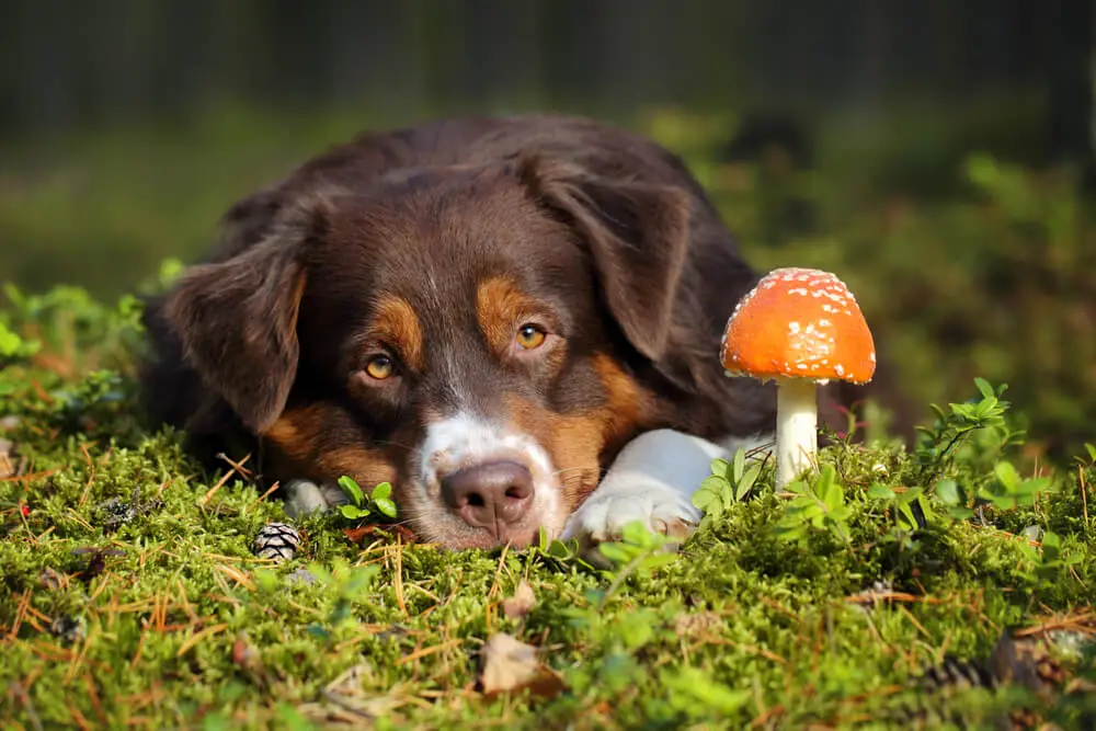 Can-Dogs-Eat-Mushrooms