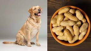 Can dogs eat peanuts