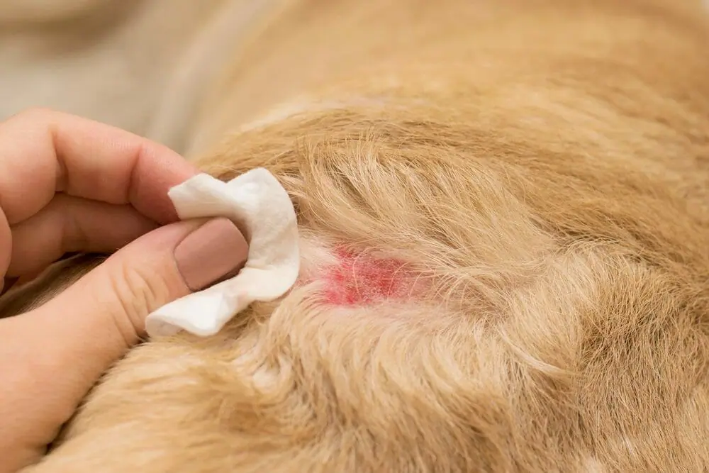 Types of Dog Skin Disease with Pictures