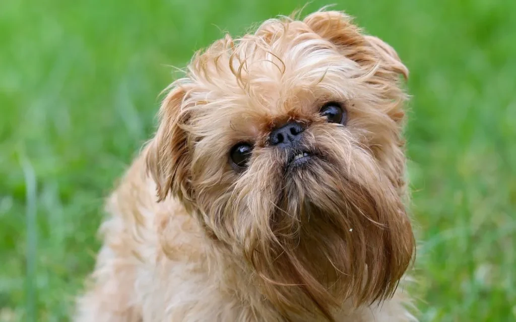 Brussels Griffon Dog Breed Guide