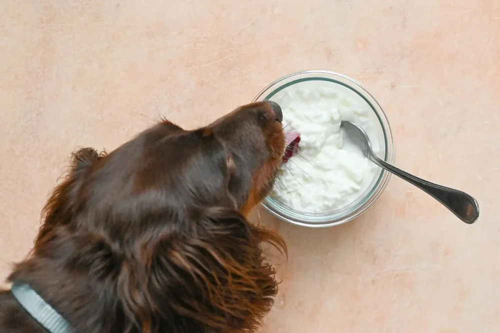 Can dog eat_Cottage_Cheese