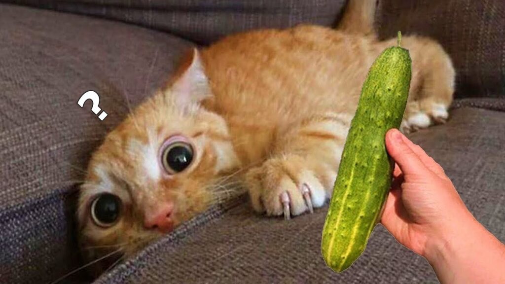 Cats & Cucumbers