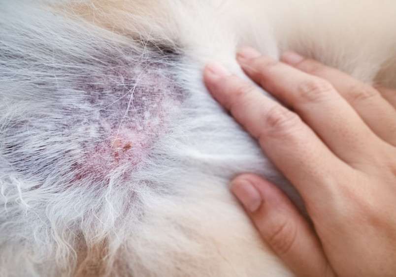 Types of Dog Skin Disease with Pictures