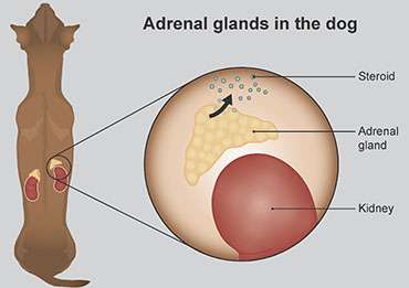 Addisons Disease in Dog