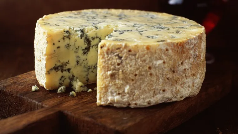 can-dogs-eat-blue-cheese