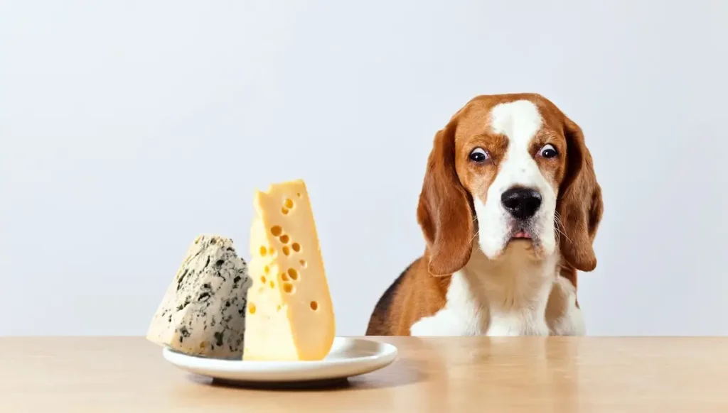 can-dogs-eat-cheese