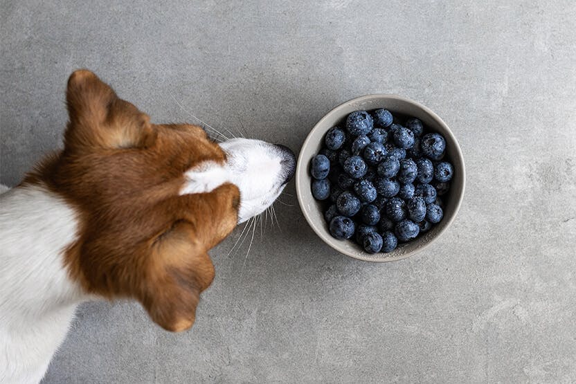 Can dogs eat blueberries