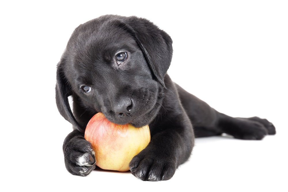Can dogs eat apples