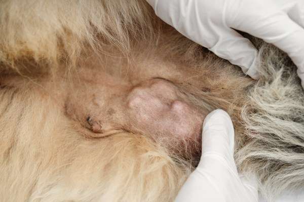 Skin Tumors and Growths