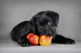 Can dogs eat apples