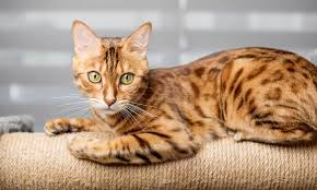 Bengal Cat Guide