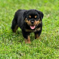 Rottweiler puppies
