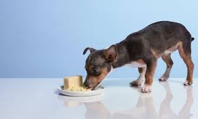 Can dogs eat cheese