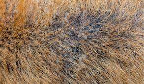 Seborrhea and Dry, Flaky Skin