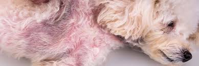 Immune-Mediated and Hormonal Disorders