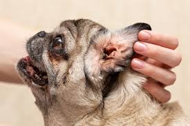 Ear mites in dogs