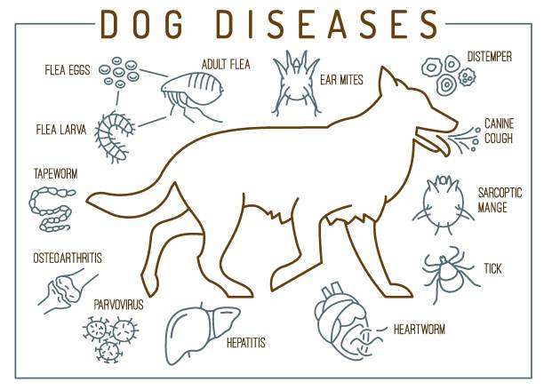 Types of Dog Skin Disease with Pictures