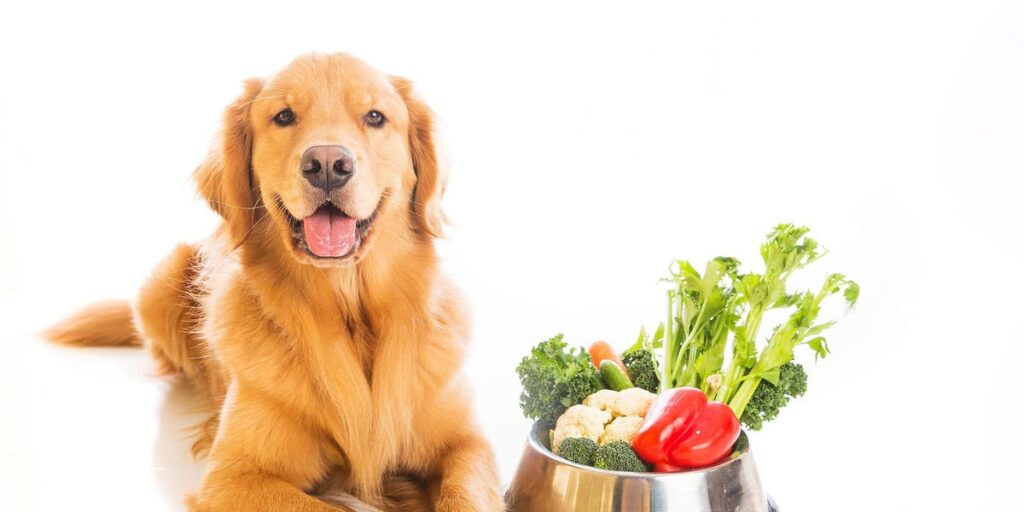 Can Dogs Eat Celery?
