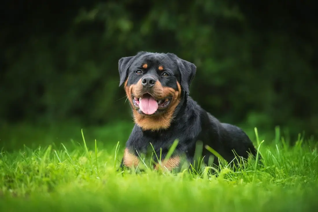 Rottweiler puppies