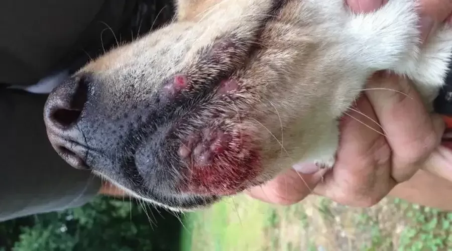 Can Dogs get Poison Ivy