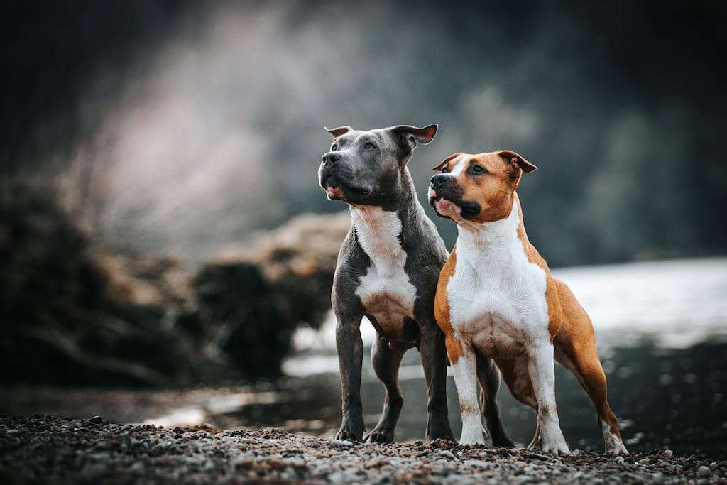 American Staffordshire Terrier Dog Breed