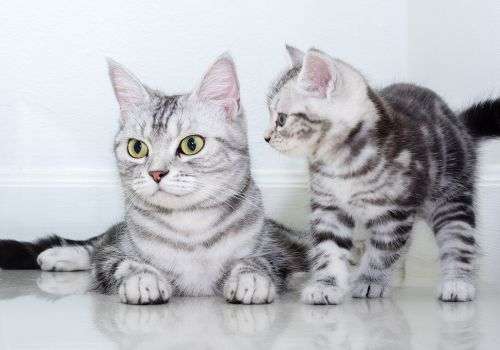 American Shorthair Cat Breed