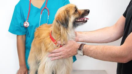 Blood in Dog Urine