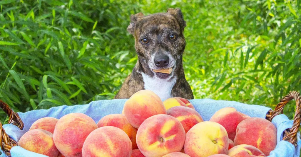 Can dogs eat peaches