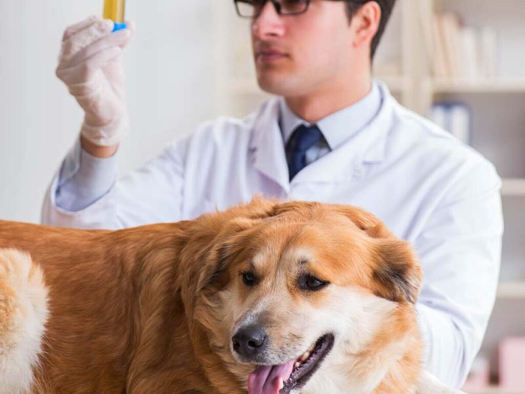Blood in Dog Urine