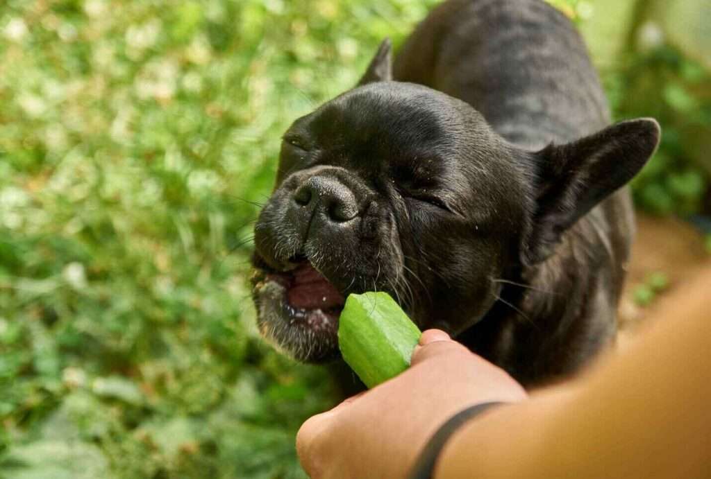 can dogs have cucumbers