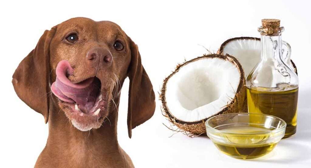 Coconut-Oil-For-Dogs