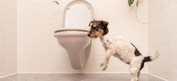 My dog has diarrhea