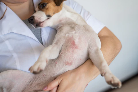 Can Dogs get Poison Ivy