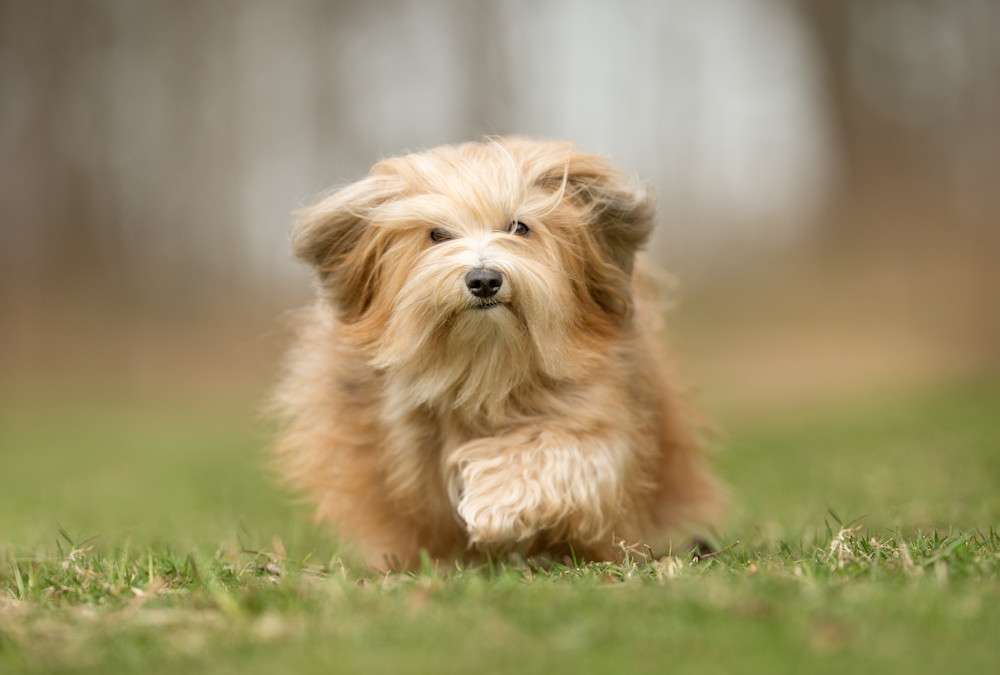 havanese dog breed