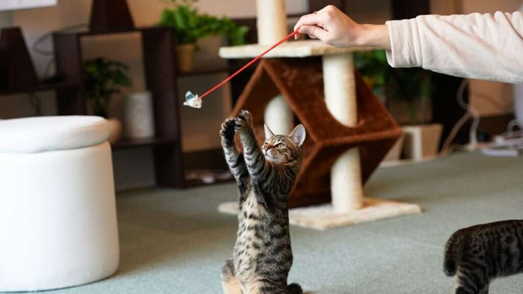 How to Discipline a Cat