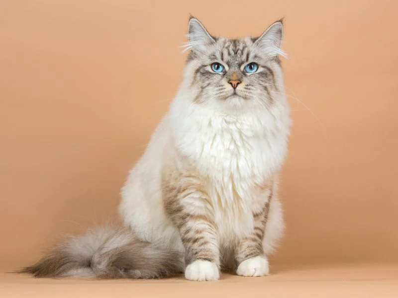 Siberian cat