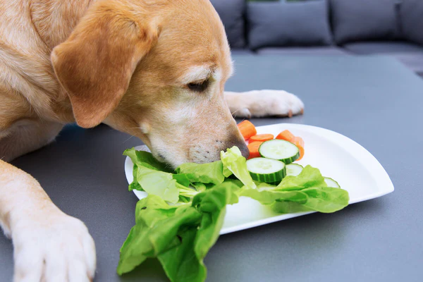Can-dogs-eat-lettuce